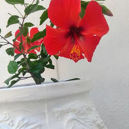 Skalopati & Panormos (Skopelos)